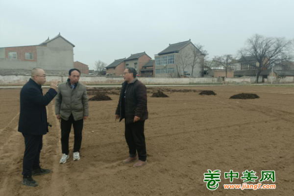 中姜網(wǎng)2023年新增生態(tài)生姜基地種植前技術(shù)指導(dǎo)——河南孟州站 ()