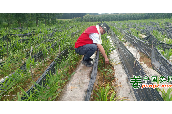 2022生姜調(diào)研及植保技術(shù)指導(dǎo)--泰安、萊蕪 ()