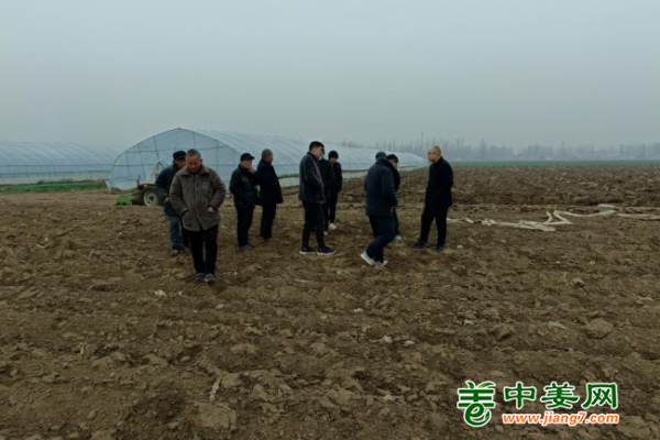 中姜網(wǎng)2023年新增生態(tài)生姜基地種植前技術(shù)指導(dǎo)——河南駐馬店站 ()