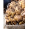 出售優(yōu)質小黃姜、大姜、姜種