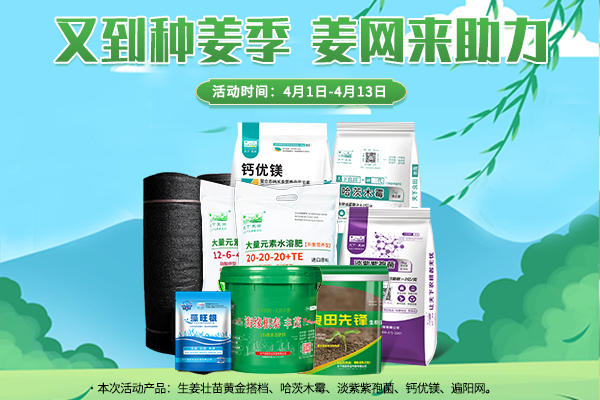 又到種姜季 姜網(wǎng)來助力 ()