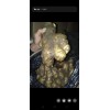 有庫姜，現(xiàn)收貨，大量供應(yīng)