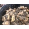 生姜購(gòu)銷