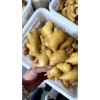 常年供應(yīng)大黃姜18660989133