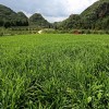大量供應(yīng)云南蒙自新姜