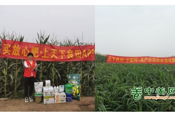 中姜網(wǎng)·唐山生姜示范田苗情觀摩會圓滿結(jié)束 ()