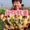 鮮姜代存入庫高標(biāo)質(zhì)量