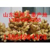 常年供應(yīng)優(yōu)質(zhì)生姜，大黃姜，小黃姜種子