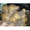 大量優(yōu)質(zhì)生茬地品種姜種