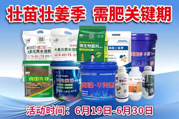 壯苗壯姜季 需肥關(guān)鍵期 ()
