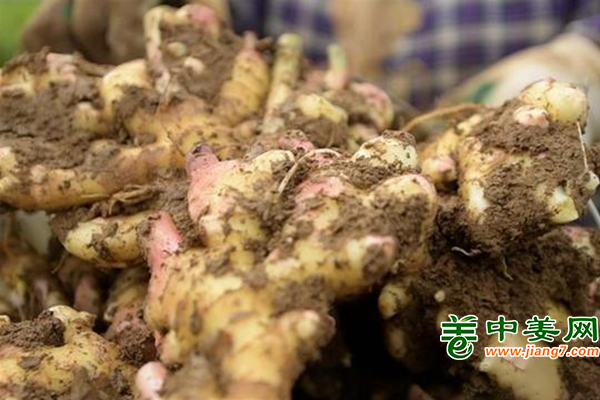 湖北鳳頭姜畝收入3萬余元 ()