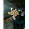 鮮姜大量上市，紅芽二姜價(jià)格，小黃姜批發(fā)，姜巴，電商姜，姜母
