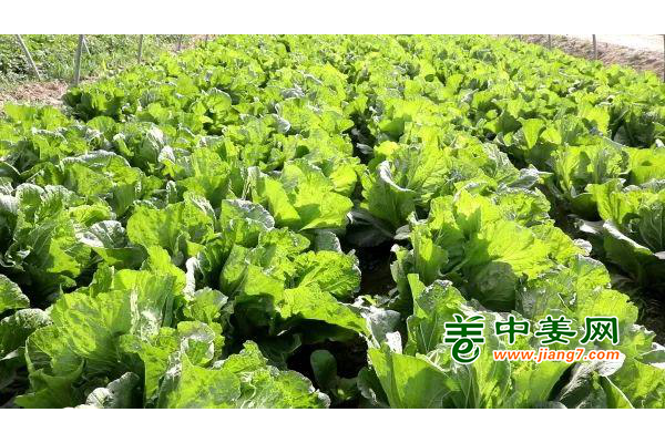 新疆莎車蔬菜豐收，推進(jìn)鄉(xiāng)村振興 ()