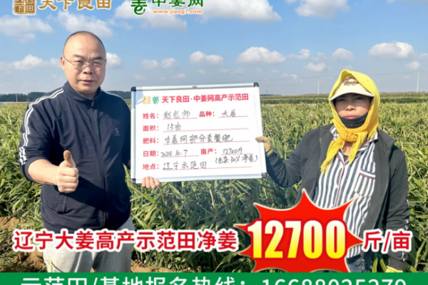 遼寧測產(chǎn)：逆境中見證奇跡 ()
