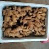 山東鮮姜價(jià)格，小黃姜批發(fā)，大黃姜，姜母，姜巴