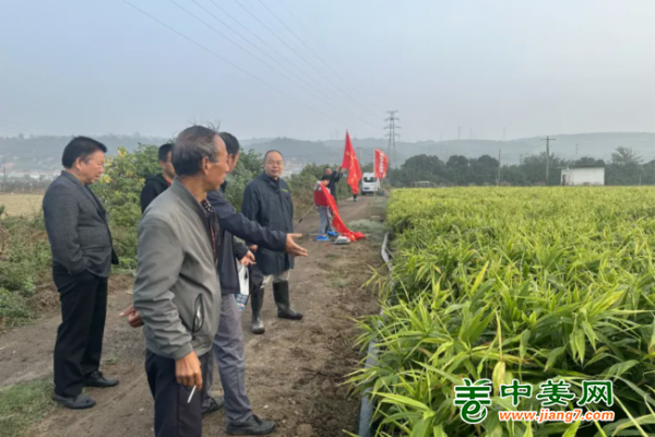 陜西測產(chǎn)：中姜網(wǎng)生姜基地走進陜西 ()
