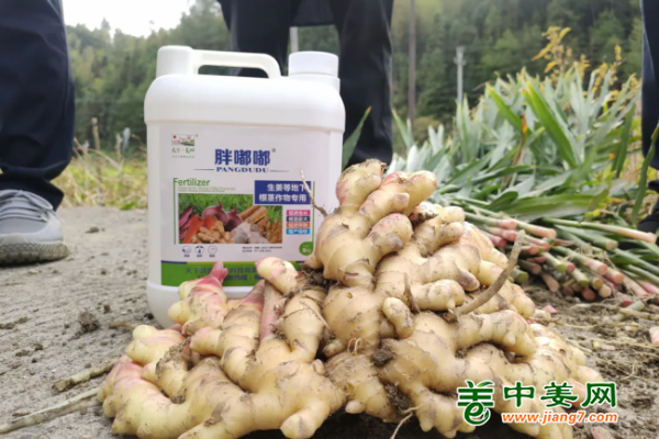 安徽測產(chǎn)：種姜就找中姜網(wǎng)，讓理想照進現(xiàn)實 ()