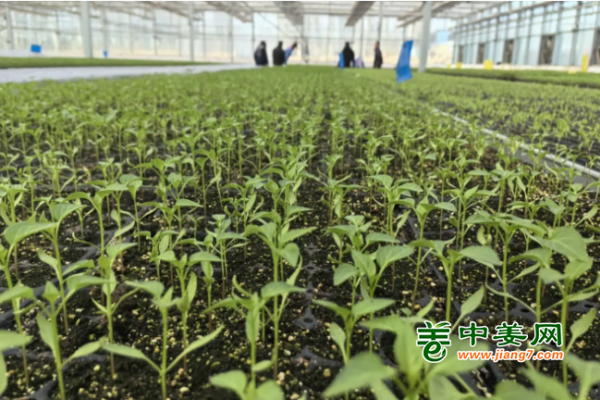 550萬(wàn)株蔬菜種苗 助推澤普縣蔬菜產(chǎn)業(yè)提質(zhì)增效 ()