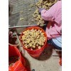 生姜供應(yīng)風(fēng)干姜，水洗姜，姜巴。姜母