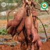 有機(jī)紅薯