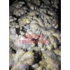 量大從優(yōu) 售高品質(zhì)貴州小黃 大黃姜種