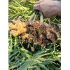 云南中黃姜冷庫(kù)姜