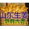 山東生姜產(chǎn)地，姜種價(jià)格，小黃姜批發(fā)，大黃姜，姜巴