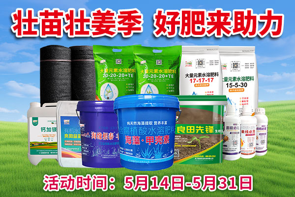 壯苗壯姜季 好肥來助力 ()