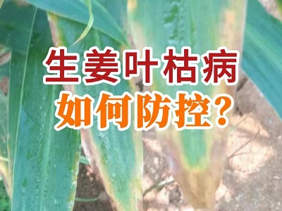 生姜葉枯病如何防控？ ()
