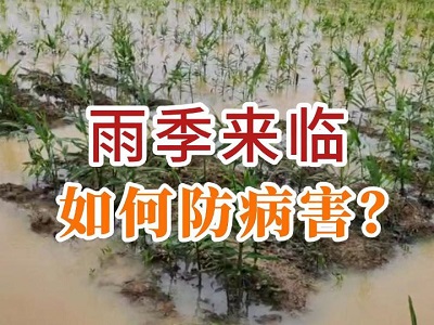 雨季來臨 如何防病害？ ()