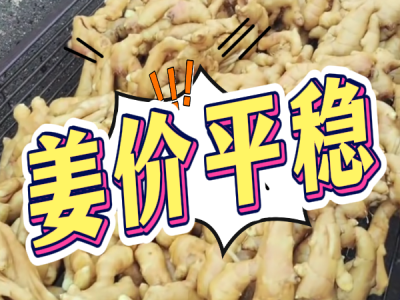 7月1日 生姜價格行情（姜價平穩(wěn)） ()