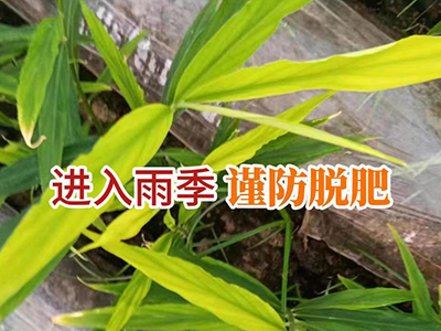 進入雨季 謹防脫肥 ()