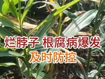 爛脖子、根腐病爆發(fā)及時防控！ ()