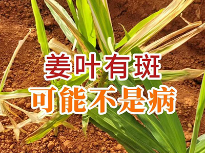 姜葉有斑 可能不是病 ()