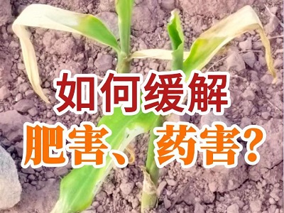 如何緩解肥害藥害？ ()