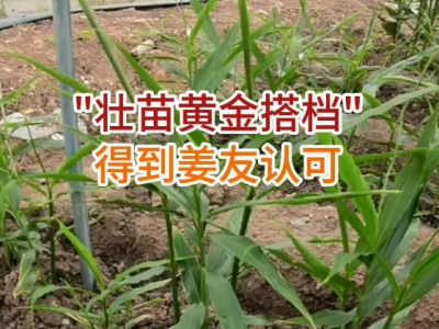 “壯苗黃金搭檔”得到姜友認可 ()