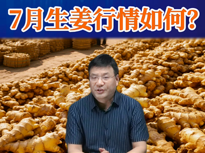 老石說姜：7月生姜行情如何？ ()