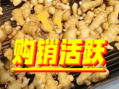 7月7日 生姜價格行情（購銷活躍） ()