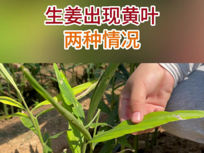 生姜出現(xiàn)黃葉兩種情況 ()