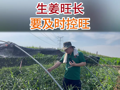 生姜旺長要及時(shí)控旺 ()