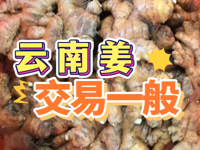 7月9日 生姜價(jià)格行情（云南姜交易一般） ()