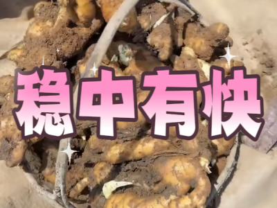 7月10日 安丘黑埠子（穩(wěn)中有快） ()