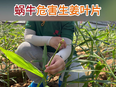 蝸牛危害生姜葉片 ()
