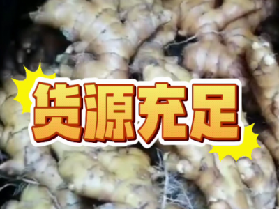 7月11日廣州江南批發(fā)市場價(jià)格行情 ()