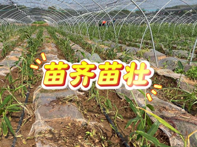 苗齊苗壯才能決定產(chǎn)量 ()