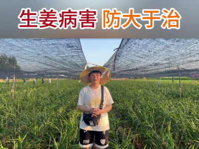 生姜病害，防大于治 ()