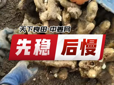 7月12日 安丘黑埠子（先穩(wěn)后慢） ()