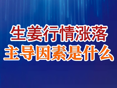 老石說姜：生姜行情漲落，主導(dǎo)因素是什么？ ()