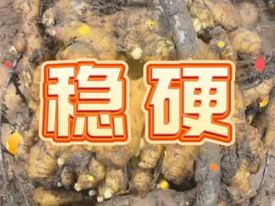 7月15日 安丘黑埠子（穩(wěn)硬） ()