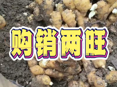 7月16日 安丘黑埠子（購銷兩旺） ()